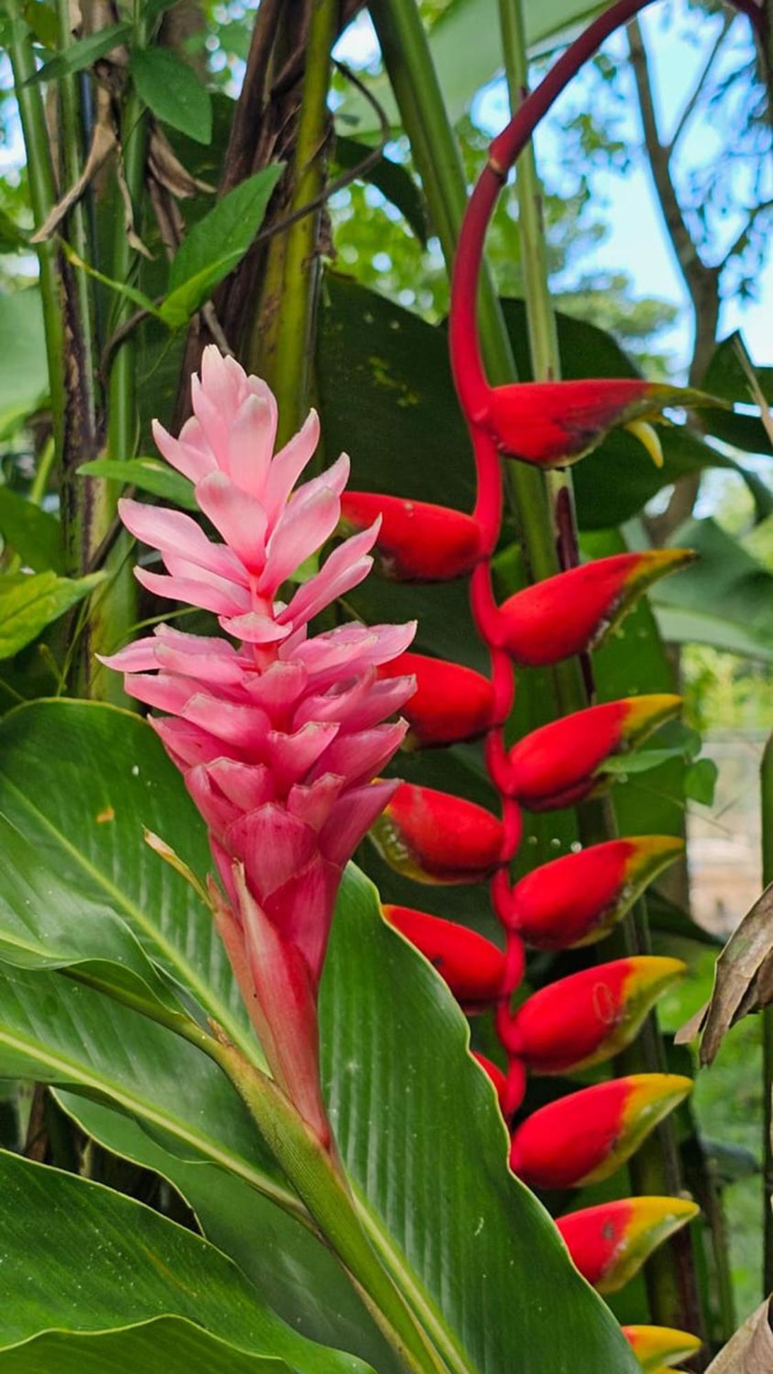 U Sule Vila Cahuita Exterior foto
