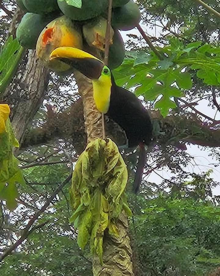 U Sule Vila Cahuita Exterior foto
